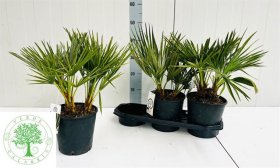 Kambarinis augalas, palmė nykštukinė, vazonėlio skersmuo 20 cm.