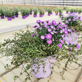 Vienmetė gėlė, gėlių kompozicija M19, vazonėlio skersmuo 19 cm.