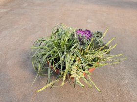 Vienmetė gėlė, rudeninių gėlių kompozicija T30, vazonėlio skersmuo 30 cm.