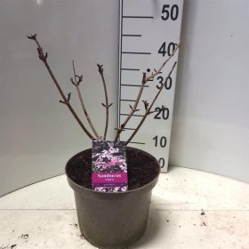 Dekoratyvinis krūmas, šeivamedis juoduogis, vazonėlio skersmuo 23 cm.