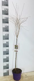 Dekoratyvinis medis, ankstyvoji sakura "Kojau-no-ma", vazonėlio skersmuo 26 cm.