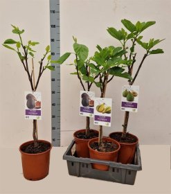 Vaismedis, figa (skiautėtalapis fikusas), vazonėlio skersmuo 22 cm.