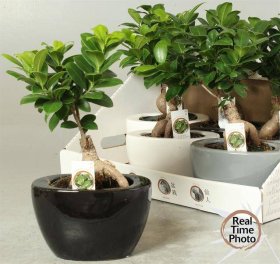 Kambarinis augalas, fikusas (bonsai), vazonėlio skersmuo 19 cm.