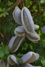 Vijoklinis augalas, akebija, vazonas 2 l.