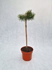 Spygliuotis, pušis paprastoji "Hillside Creeper", vazonas 5 l.