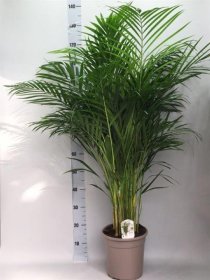 Kambarinis augalas, gelsvasis dipsis, vazonėlio skersmuo 24 cm.