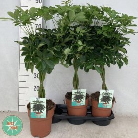 Kambarinis augalas, nėrūnė "Compacta", vazono skersmuo 19 cm.