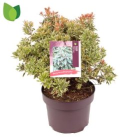 Dekoratyvinis krūmas, bereinutis japoninis "Little Heath", vazonėlio skersmuo 23 cm.