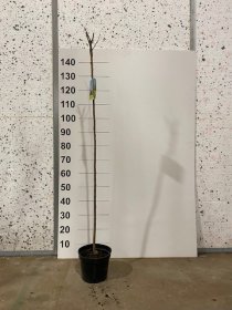 Dekoratyvinis medis, guoba "Wredei", vazonėlio skersmuo 21 cm.