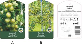 Vaiskrūmis, agrastas žaliasis "Invicta"