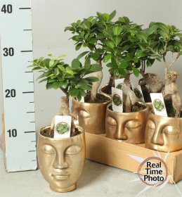 Kambarinis augalas, fikusas, keraminiame vazonėlyje, vazonėlio skersmuo 12 cm.