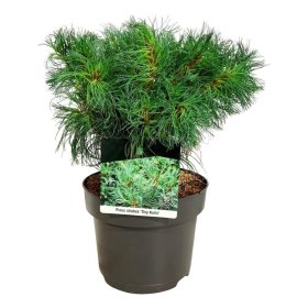 Spygliuotis, pušis veimutinė "Tiny Curls", aukštis 25-30 cm., vazonas 5 l.