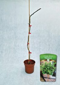 Dekoratyvinis medis, dviskiautis ginkmedis "Mariken", vazonėlis 3 l.