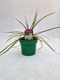 Žolinis augalas, juka pluoštinė, vazonas 2 l.