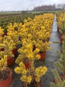 Spygliuotis, pušis paprastoji "Aurea Nisbeth", vazonėlio skersmuo 28 cm.