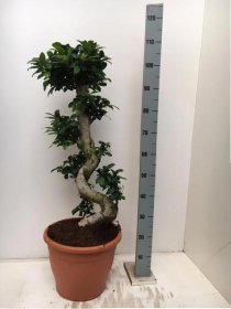 Kambarinis augalas, fikusas "Ginseng", vazonėlio skersmuo 35 cm.