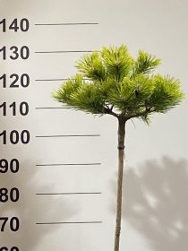 Spygliuotis, pušis "Low Glow", ant stiebo, vazonėlio skersmuo 22 cm.