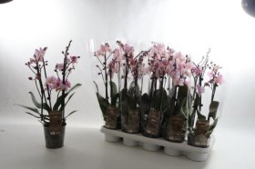 Kambarinis augalas, orchidėja (Phalaenopsis) "Roze mini", vazonėlio skersmuo 12 cm.