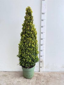 Dekoratyvinis krūmas, buksmedis, piramidės formos, vazonėlio skersmuo 23 cm.