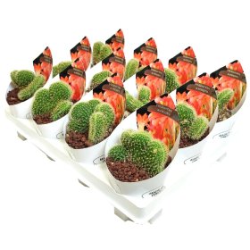 Kambarinis augalas, kaktusas "Hildewintera", vazonėlio skersmuo 7 cm.