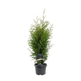 Spygliuotis, vakarinė tuja "Brabant", augalo aukštis 80 cm., vazonėlio skersmuo 19 cm.