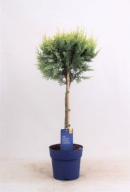 Spygliuotis, lausono puskiparisis "White Spot", ant stiebo, vazonėlio skersmuo 19 cm.