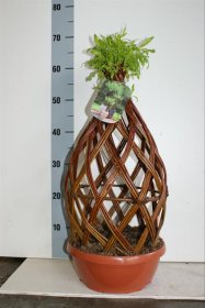 Dekoratyvinis medis, karklas "Alba 2", vazonėlio skersmuo 28 cm.