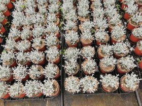 Vienmetis augalas, kalocefalas, vazonėlio skersmuo 12 cm.