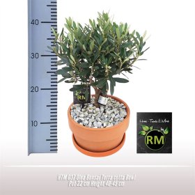 Kambarinis augalas, alyvmedis (bonsai), vazonėlio skersmuo 22 cm.