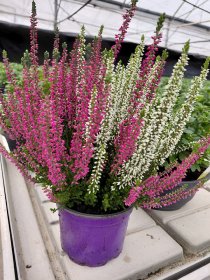 Vienmetis augalas, viržis, 2-3 spalvos, vazonėlio skersmuo 12 cm.