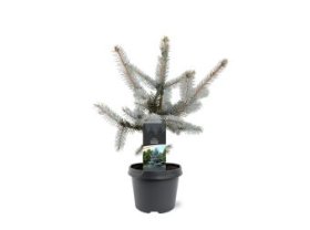 Spygliuotis, eglė dygioji "Hoopsii", vazonėlio skersmuo 19 cm.