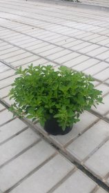 Daugiametė gėlė, raudonėlis, vazonėlio skersmuo 15 cm.