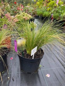 Žolinis augalas, stipa, vazonėlio skersmuo 11 cm.