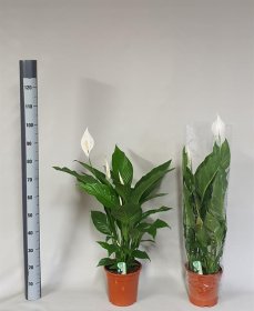 Kambarinis augalas, vėzdūnė "Sweet Lauretta", vazono skersmuo 21 cm.