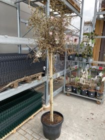 Dekoratyvinis medis, lazdynas "Twister", vazonėlio skersmuo 53 cm.