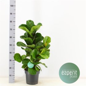 Kambarinis augalas, fikusas "Bambino", vazono skersmuo 21 cm.
