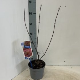 Dekoratyvinis medis, plaštakinis klevas "Atropurpureum", vazonėlio skersmuo 17 cm.