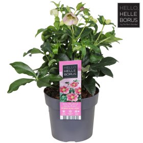 Daugiametė gėlė, eleboras "Orientalis Roze", vazonėlio skersmuo 17 cm.