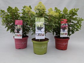 Dekoratyvinis krūmas, hortenzija šluotelinė "Garden Lights", vazonėlio skersmuo 23 cm.