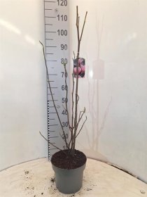 Dekoratyvinis medis, magnolija "Heaven Scent", vazonėlio skersmuo 23 cm.