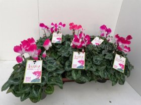 Kambarinis augalas, ciklamenas "Indiaka", vazonėlio skersmuo 12 cm.