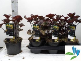 Daugiametė gėlė, gaura "Ma Crawf", vazonėlio skersmuo 17 cm.