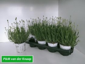 Daugiametė gėlė, levanda "Edelweiss", vazonėlio skersmuo 12 cm.