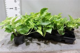 Kambarinis augalas, skindapas "Marble Queen", vazonėlio skersmuo 12 cm.