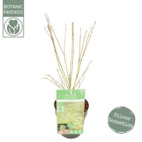 Dekoratyvinis medis, plaštakinis klevas "Butterfly", vazonėlio skersmuo 15 cm.