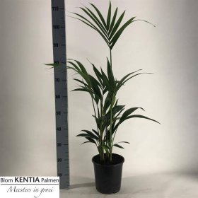 Kambarinis augalas, hovėja forsterio, vazonėlio skersmuo 21 cm.