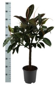 Kambarinis augalas, fikusas siauralapis, vazonėlio skersmuo 21 cm.