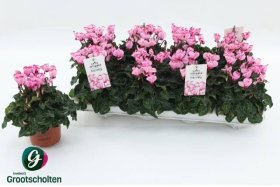 Kambarinis augalas, ciklamenas "Metis Victor", vazonėlio skesmuo 11 cm.