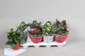 Kambarinis augalas, kalankė, įvairios, vazonėlio skersmuo 12 cm.