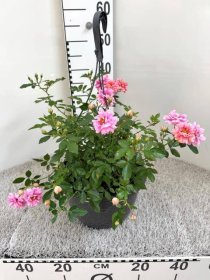 Daugiametė gėlė, rožė, pakabinama, vazonėlio skersmuo 27 cm.